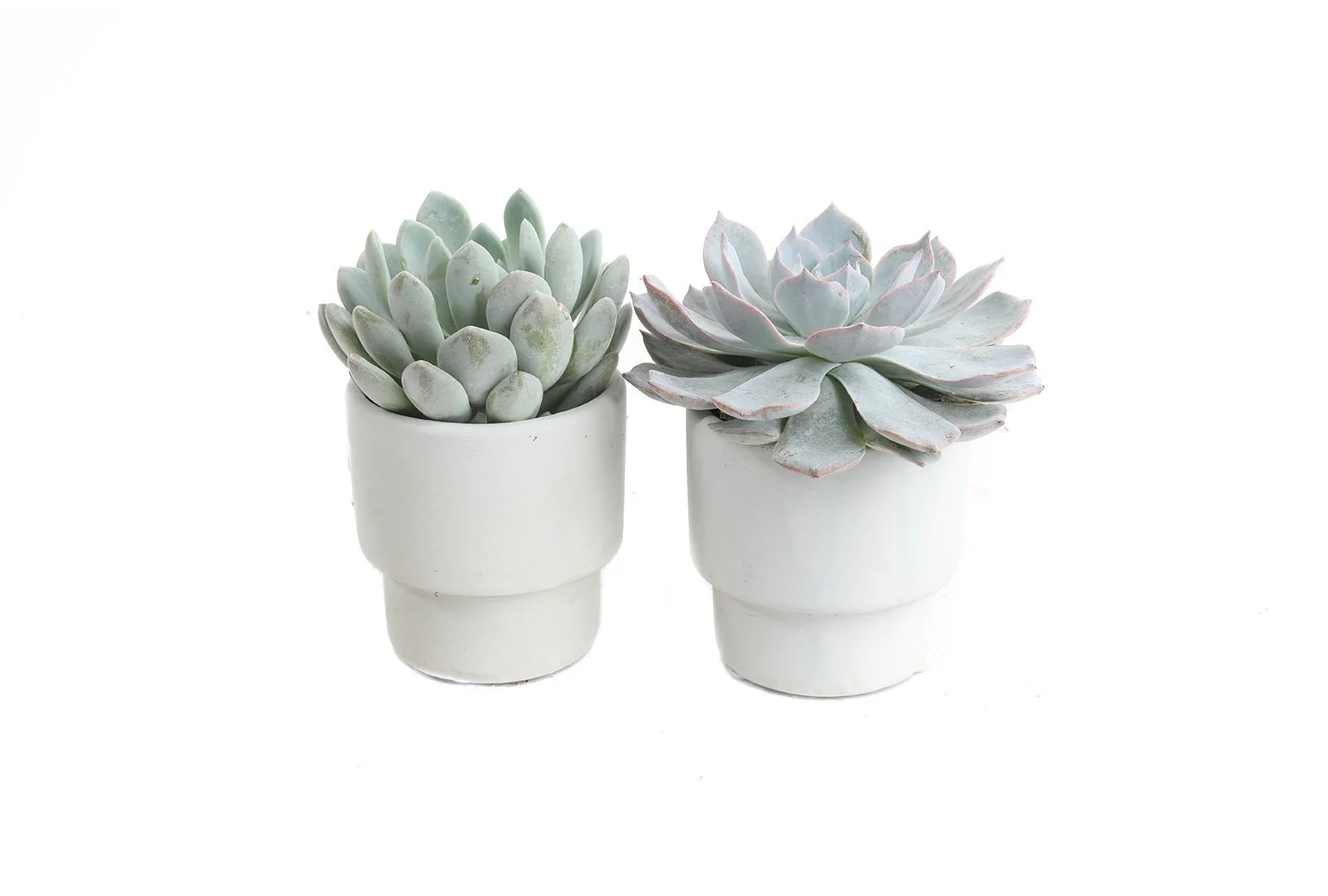 Greige Matte Succulent Set — Plants by Post